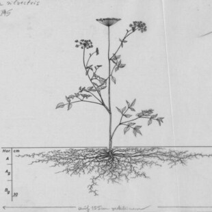 Η κρυφή ζωή των φυτών σε ένα ανοιχτό στο κοινό ψηφιοποιημένο αρχείο με 1000 εικόνες 