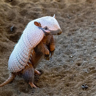 Overweight armadillos put on a post-Christmas diet