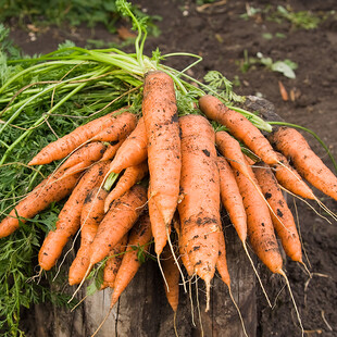 Τρεις νόστιμες συνταγές για τα απίθανα χειμωνιάτικα καρότα