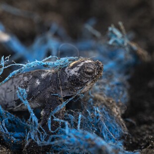 Οι χελώνες πεθαίνουν από την «πλαστική μάστιγα» στα Ηνωμένα Αραβικά Εμιράτα