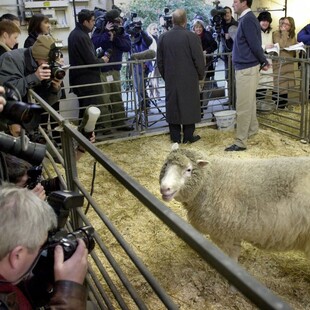 Τι απέγινε η κλωνοποιημένη Ντόλι, το διασημότερο πρόβατο στην ιστορία