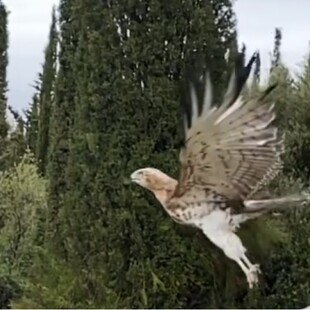 «Άλμα στην ελευθερία»: Η ΑΝΙΜΑ απελευθέρωσε έναν αετό στο δάσος Καισαριανής