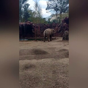 Ελέφαντας σε ζωολογικό κήπο ειδοποίησε πως πνίγεται μια αντιλόπη- και την έσωσε