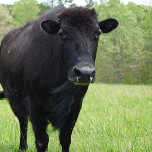 beefalo
