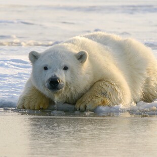 Polar bears found thriving despite lack of sea ice offer hope for species