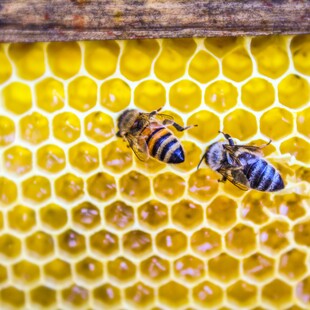 Σε «lockdown» οι μέλισσες της Αυστραλίας λόγω θανατηφόρου παρασίτου