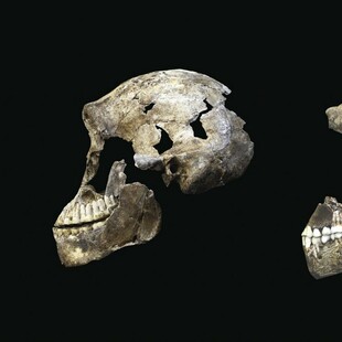 Η «Κα Πλες» είναι (σχεδόν) συνομήλικη με τη «Λούσι»: Σημαντικές αποκαλύψεις από τη μελέτη απολιθωμάτων 