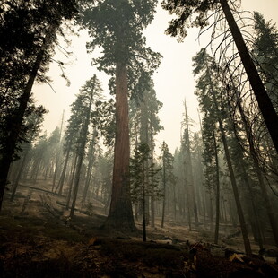 Η πυρκαγιά στην Καλιφόρνια απειλεί τις υπεραιωνόβιες σεκόγιες 