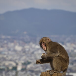 Ιαπωνία: Μαϊμού «τρομοκρατεί» πόλη- Μπαίνει σε σπίτια, δαγκώνει από μωρά μέχρι ηλικιωμένους