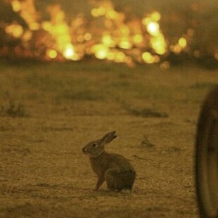 Φωτιά στη Δαδιά: Η συγκλονιστική φωτογραφία με έναν λαγό μπροστά στις φλόγες