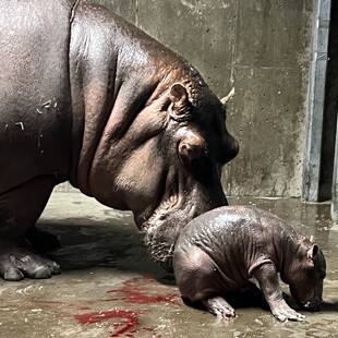 Νέο ιπποποταμάκι απέκτησε ο ζωολογικός κήπος του Σινσινάτι - Ζητά ιδέες από το κοινό για το όνομά του 