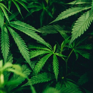 Η κάνναβη που συνταγογραφείται για χρόνιο πόνο σχετίζεται με αυξημένο κίνδυνο αρρυθμιών 