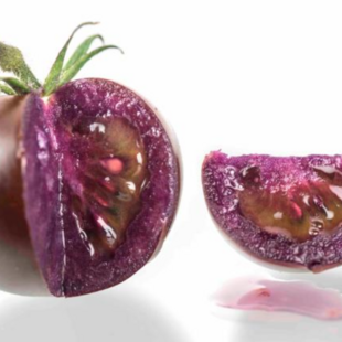 Μια νέα, γενετικά τροποποιημένη, μοβ ντομάτα πήρε την πρώτη έγκριση στις ΗΠΑ