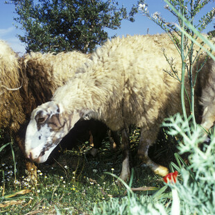 Γιατί τα πρόβατα δεν θέλουν να είναι δεμένα