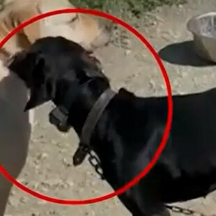 Κρήτη: Κακουργηματική δίωξη στον 67χρονο που προκάλεσε ηλεκτροσόκ στον σκύλο του