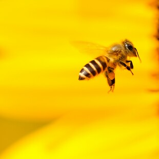 Bee Love: Νέο limited edition προϊόν από την Endless EC, για τη στήριξη του Beegin