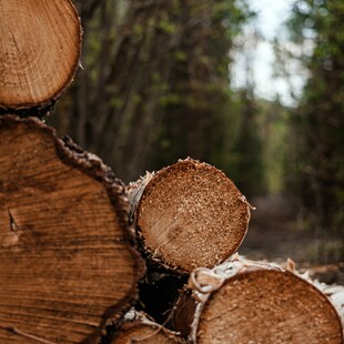 Το υπουργείο Ανάπτυξης απαγορεύει την εξαγωγή ξύλων έως τον Μάρτιο 