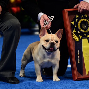 Γουίνστον: Το αξιαγάπητο γαλλικό μπουλντόγκ που κέρδισε τα φετινά καλλιστεία σκύλων στις ΗΠΑ