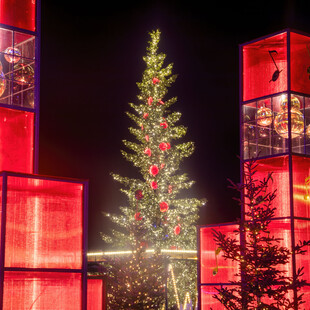 Θεσσαλονίκη: Στις 7 Δεκεμβρίου ανάβει το χριστουγεννιάτικο δέντρο στην πλατεία Αριστοτέλους- Στολισμένο με 30.000 λαμπιόνια LED 