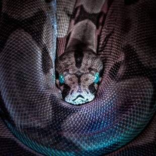 Τα φίδια έχουν κλειτορίδες και θα μπορούσαν να είναι εκεί για ευχαρίστηση 