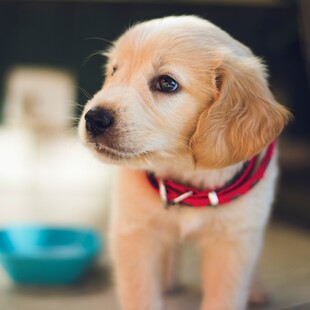 Η Νέα Υόρκη απαγορεύει στα pet shop να πωλούν σκύλους, γάτες και κουνέλια