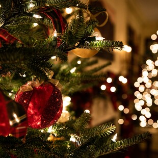 Τα «χρησιμοποιημένα» χριστουγεννιάτικα δέντρα μπορούν να χρησιμεύσουν ως οικολογικά χημικά