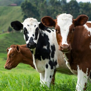 Κινέζοι επιστήμονες κλωνοποίησαν 3 εξαιρετικά παραγωγικές «σούπερ αγελάδες»