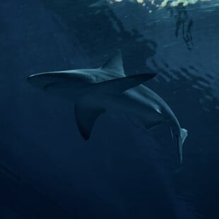 Νεκρή 16χρονη σε ποτάμι από επίθεση καρχαρία-Ήθελε να κολυμπήσει με δελφίνια 