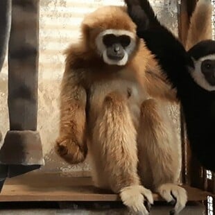 Η Momo και το μωρό της. Φωτ: Kujukushima Zoo