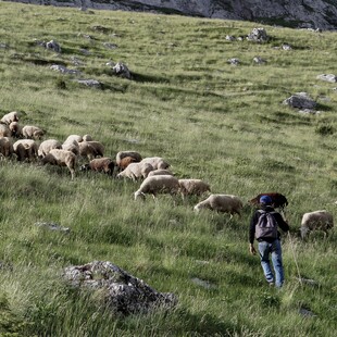 Καβάλα: Νεκρός 55χρονος βοσκός- Πήγε να κόψει δέντρο και καταπλακώθηκε