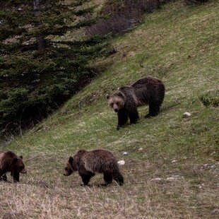 Καστοριά: Εντοπίστηκαν σε χωράφι αρκούδα με τα νεογέννητά της- Επιχείρηση από ομάδα επέμβασης