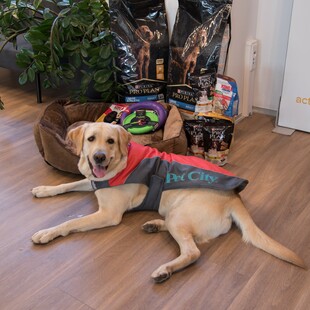Τα Pet City επιβράβευσαν τη δική τους τετράποδη διασώστρια