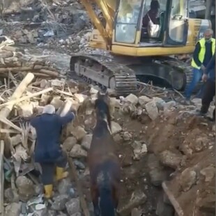 Σεισμός στην Τουρκία: Διασώθηκαν σκύλος και άλογο σχεδόν ένα μήνα μετά