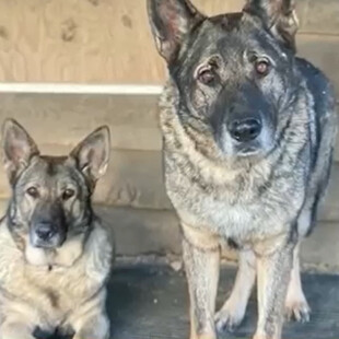 Κυνηγός κατηγορείται ότι σκότωσε και έγδαρε δύο γερμανικούς ποιμενικούς- «Νόμιζα ότι ήταν κογιότ»