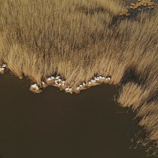 Αργυροπελεκάνοι ξανά στη Μικρή Πρέσπα- Επέστρεψαν μετά την γρίπη πτηνών που αποδεκάτισε την αποικία
