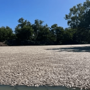 Εκατομμύρια νεκρά ψάρια σαπίζουν σε ποταμό στην Αυστραλία: «Η μυρωδιά είναι αδιανόητη»