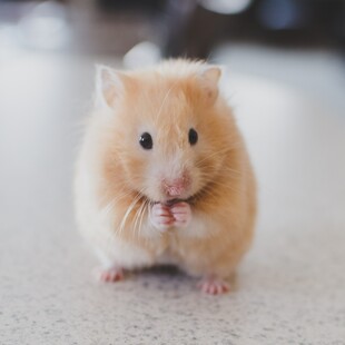 Για πρώτη φορά επιστήμονες δημιούργησαν μωρά ποντίκια από δύο αρσενικά 