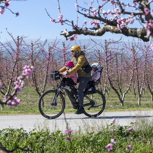 Βόλτα με ποδήλατο στις ανθισμένες ροδακινιές στον κάμπο της Βέροιας