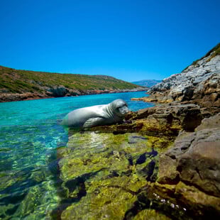 Αλβανία: Κινητοποίηση βιολόγων για την σπάνια μεσογειακή φώκια μονάχους μονάχους 
