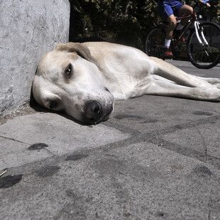 Κτηνωδία στην Εύβοια: Δηλητηρίασαν με φόλες 10 σκυλιά- Σοκαριστικές καταγγελίες
