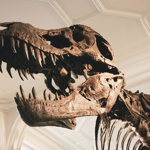 Ελβετία: Σκελετός Tυραννόσαυρου Ρεξ πουλήθηκε έναντι 5,6 εκατ. ευρώ