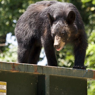 Γιατί οι μαύρες αρκούδες αγαπούν τόσο πολύ τους κάδους απορριμμάτων;
