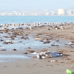 Χιλιάδες νεκρά πουλιά στη Χιλή - 