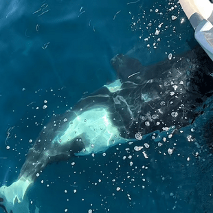 Φάλαινες διέλυσαν γιοτ στο Γιβραλτάρ - Ο καπετάνιος περιγράφει την «τρομακτική εμπειρία»