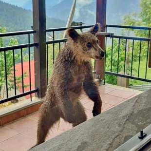 Μία μικρή αρκούδα σε μπαλκόνι, στην Πίνδο- «Λυπηρό»