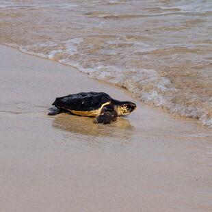 Δύο χελώνες καρέτα-καρέτα γέννησαν τα αυγά τους σε παραλίες της Ισπανίας