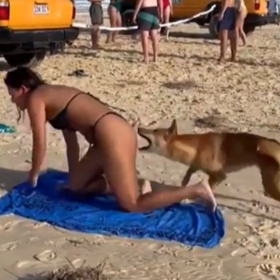 Η στιγμή που ντίνγκο επιτίθεται και δαγκώνει γυναίκα που κάνει ηλιοθεραπεία