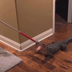 ‘It was quite an experience’: Alligator sneaks into couple’s home through doggy door
