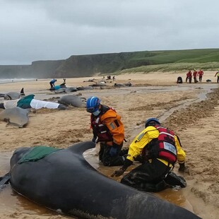 Βρετανία: Τουλάχιστον 55 μαυροδέλφινα εξόκειλαν σε ένα νησί της Σκωτίας και μόνο 10 επιβίωσαν