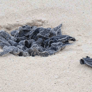 Το Παλμ Palm κατέρριψε το ρεκόρ με τις περισσότερες φωλιές για θαλάσσιες χελώνες- Πάνω από 21.000